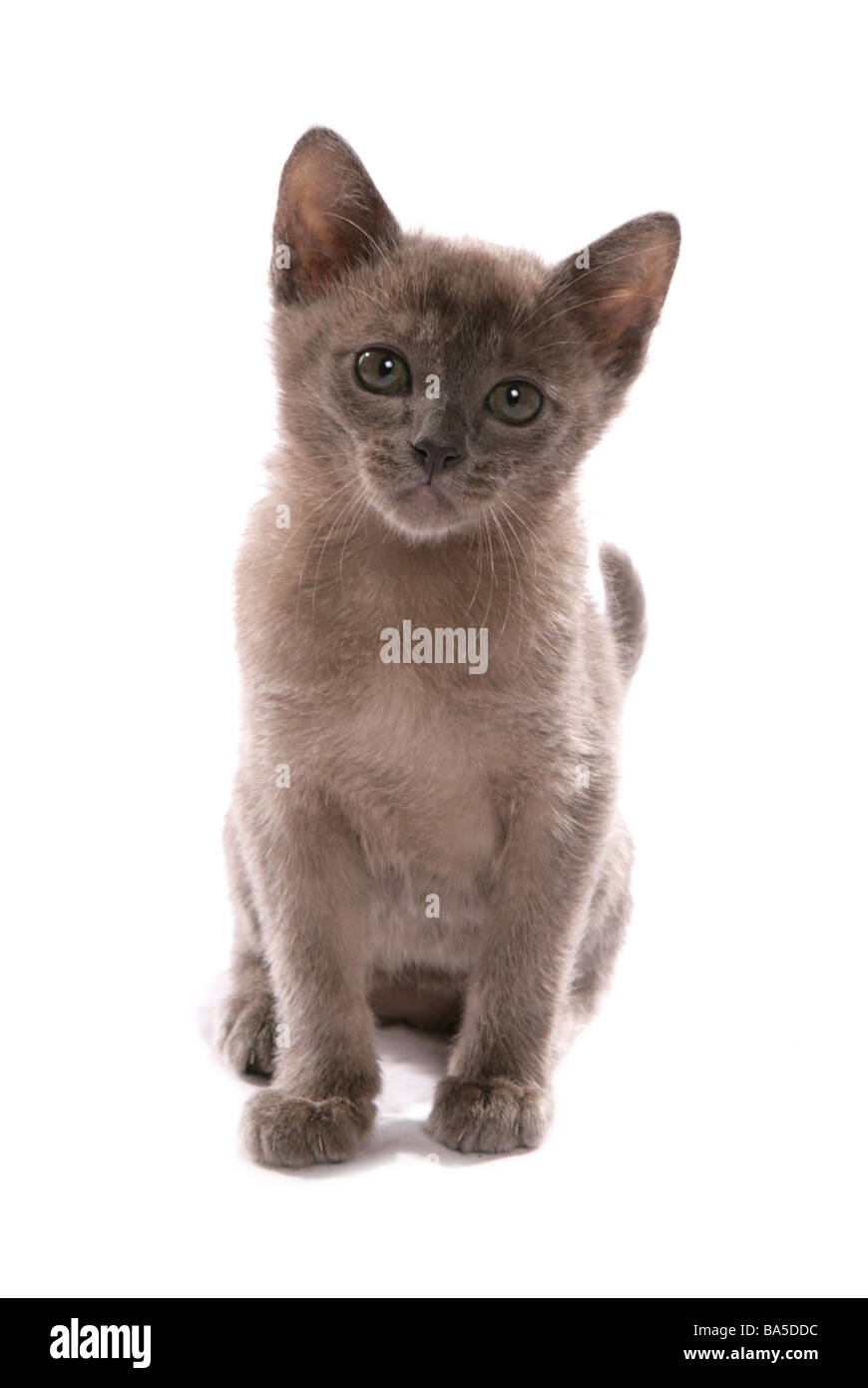 Burmese blue kitten Sitting Portrait Studio Stock Photo Alamy