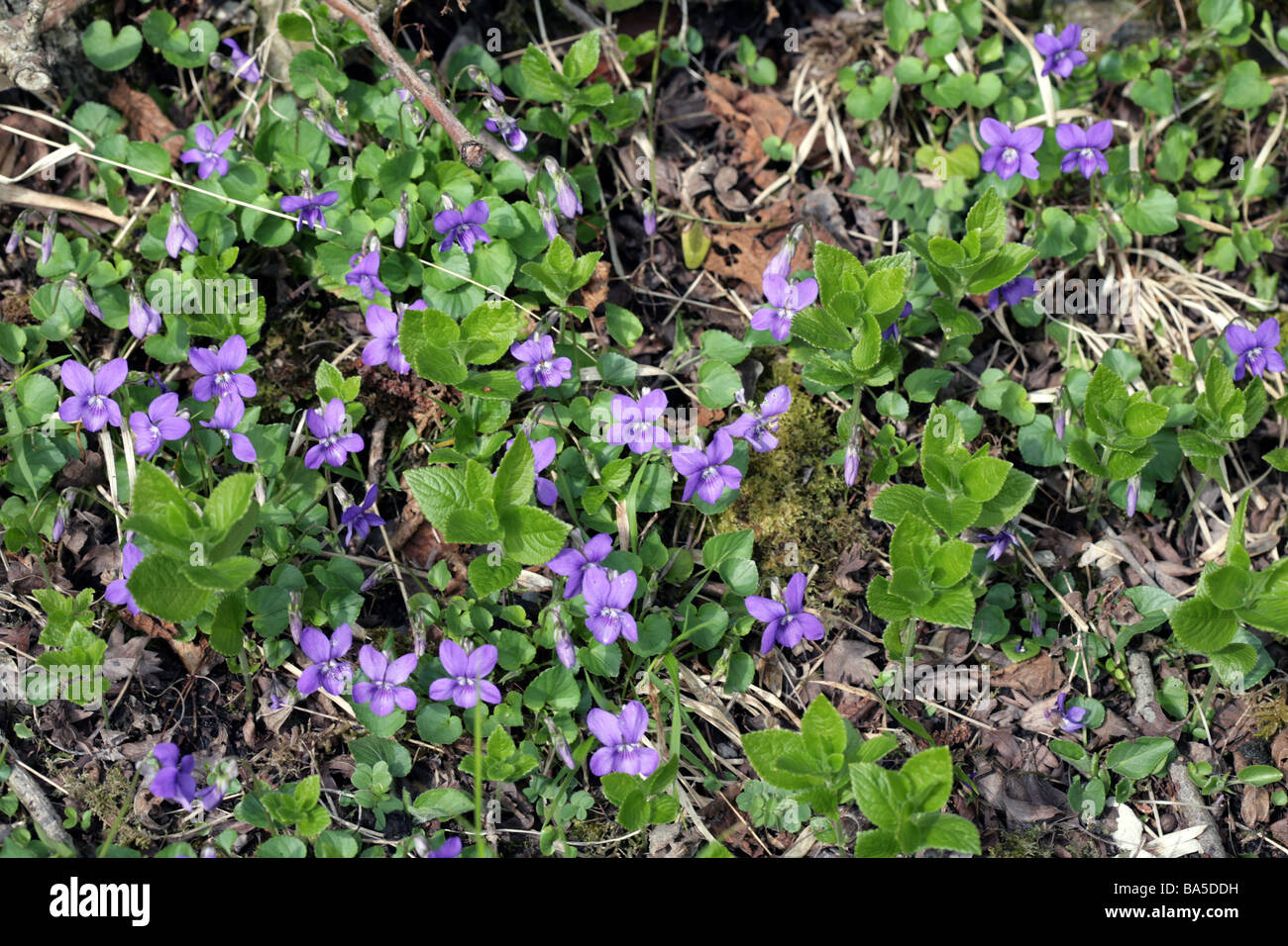 Hairy Violet, Viola  hirta, Monsal Dale, Derbyshire England Stock Photo