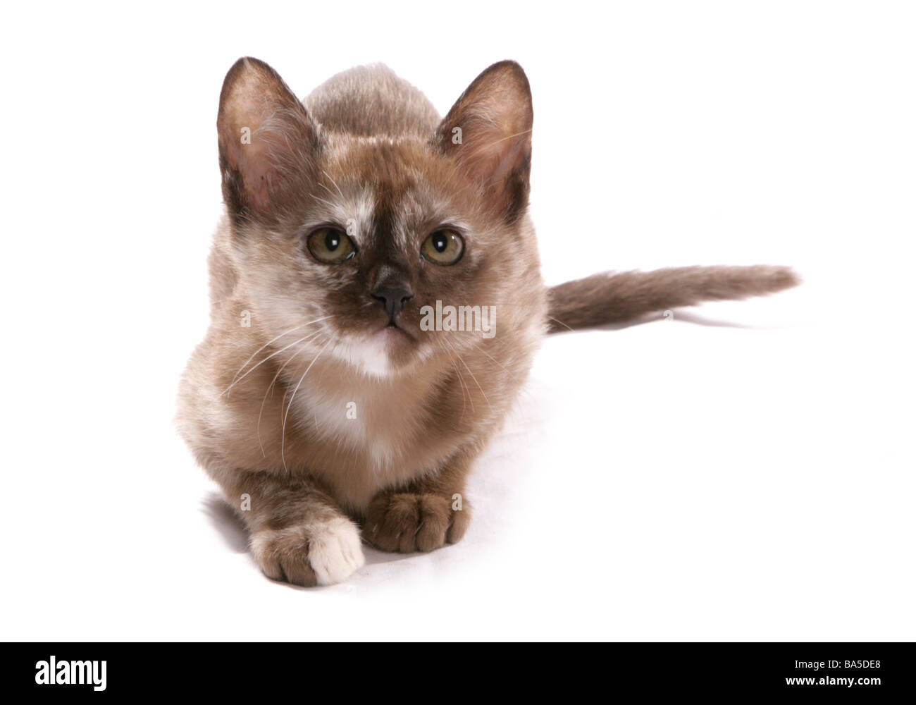 chocolate tortie burmese