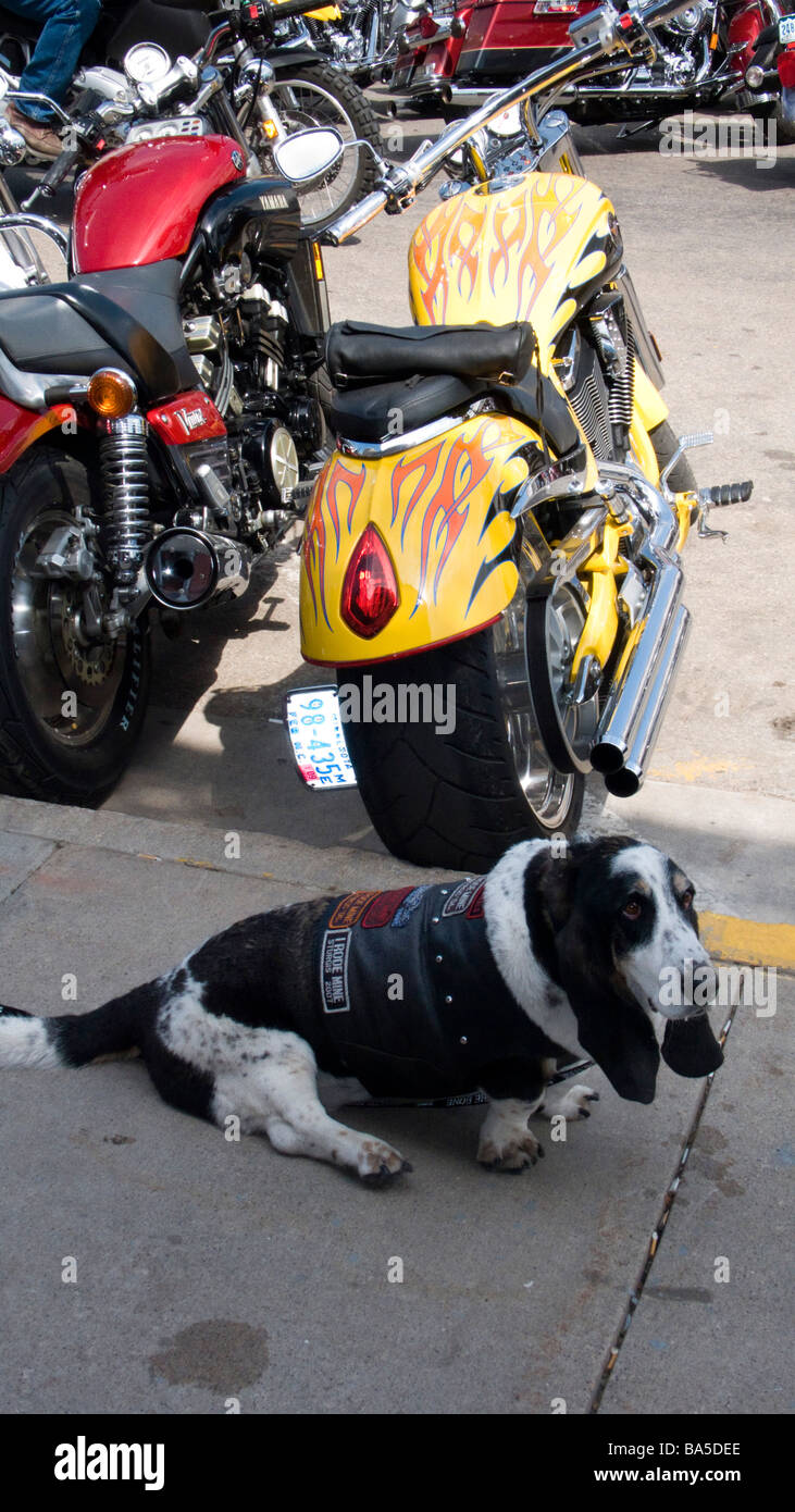 Dog in leather harley waistcoat hires stock photography and images Alamy