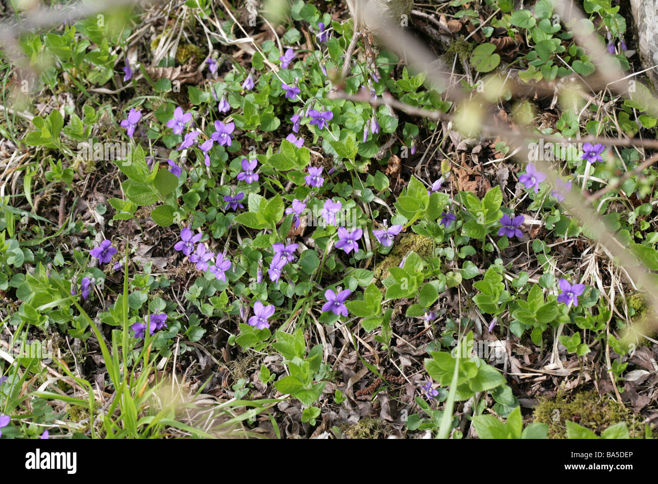 Hairy Violet, Viola  hirta, Monsal Dale, Derbyshire England Stock Photo