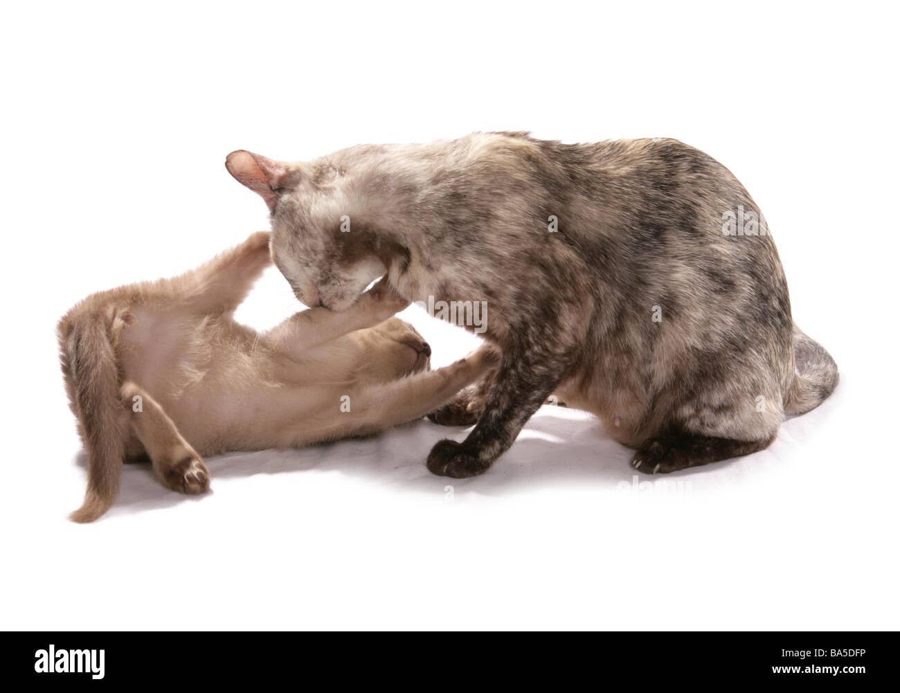 Mum Cat and kitten cleaning studio Stock Photo