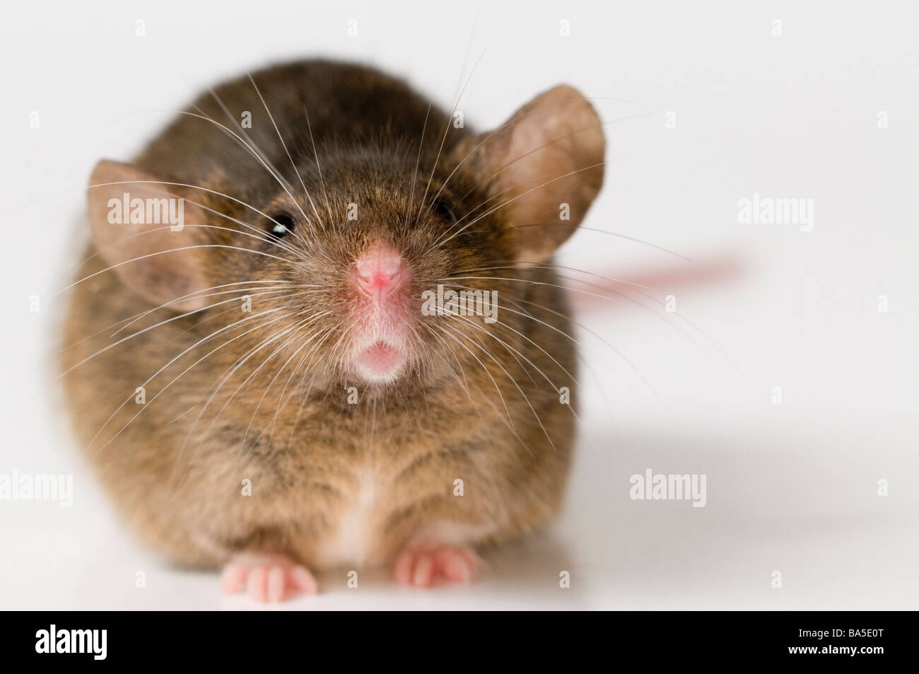 House Mouse Mus musculus Stock Photo