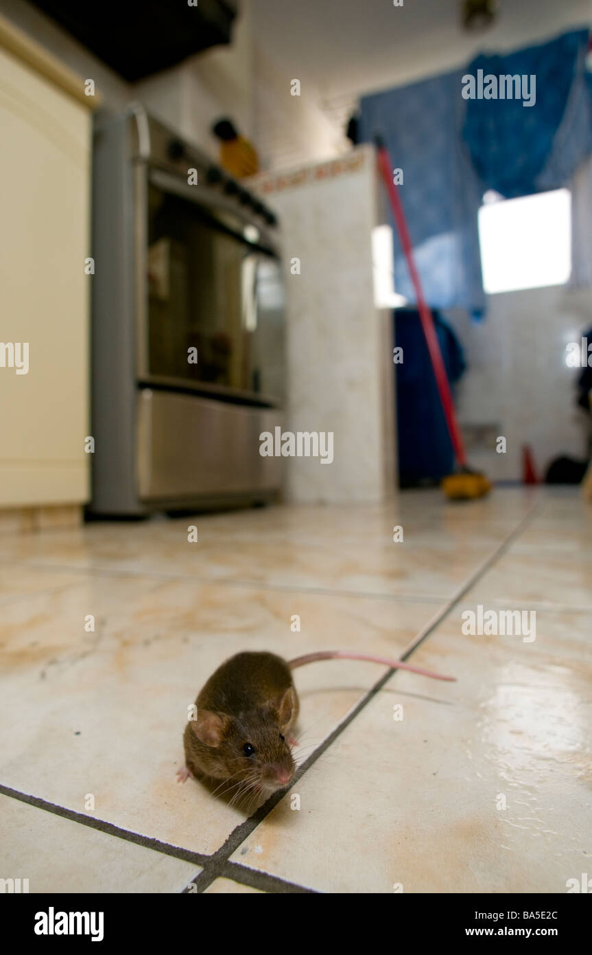 Mouse in kitchen Stock Photo