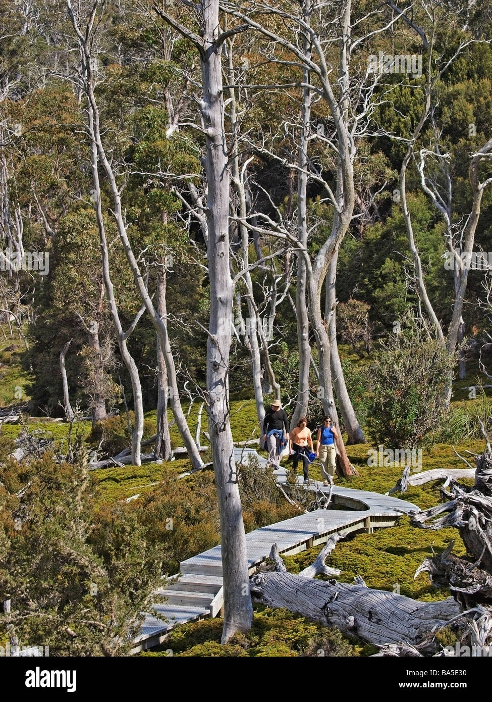 VIEW OF HILLSIDE WITH TREES FROM BOARDWALK CRADLE MOUNTAIN VALLEY PART