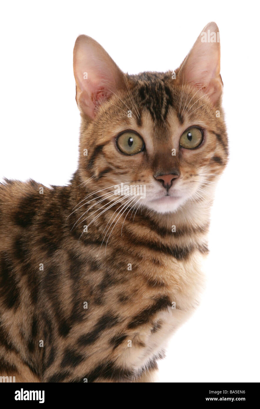 Rosetted Bengal Cat Portrait Studio Stock Photo