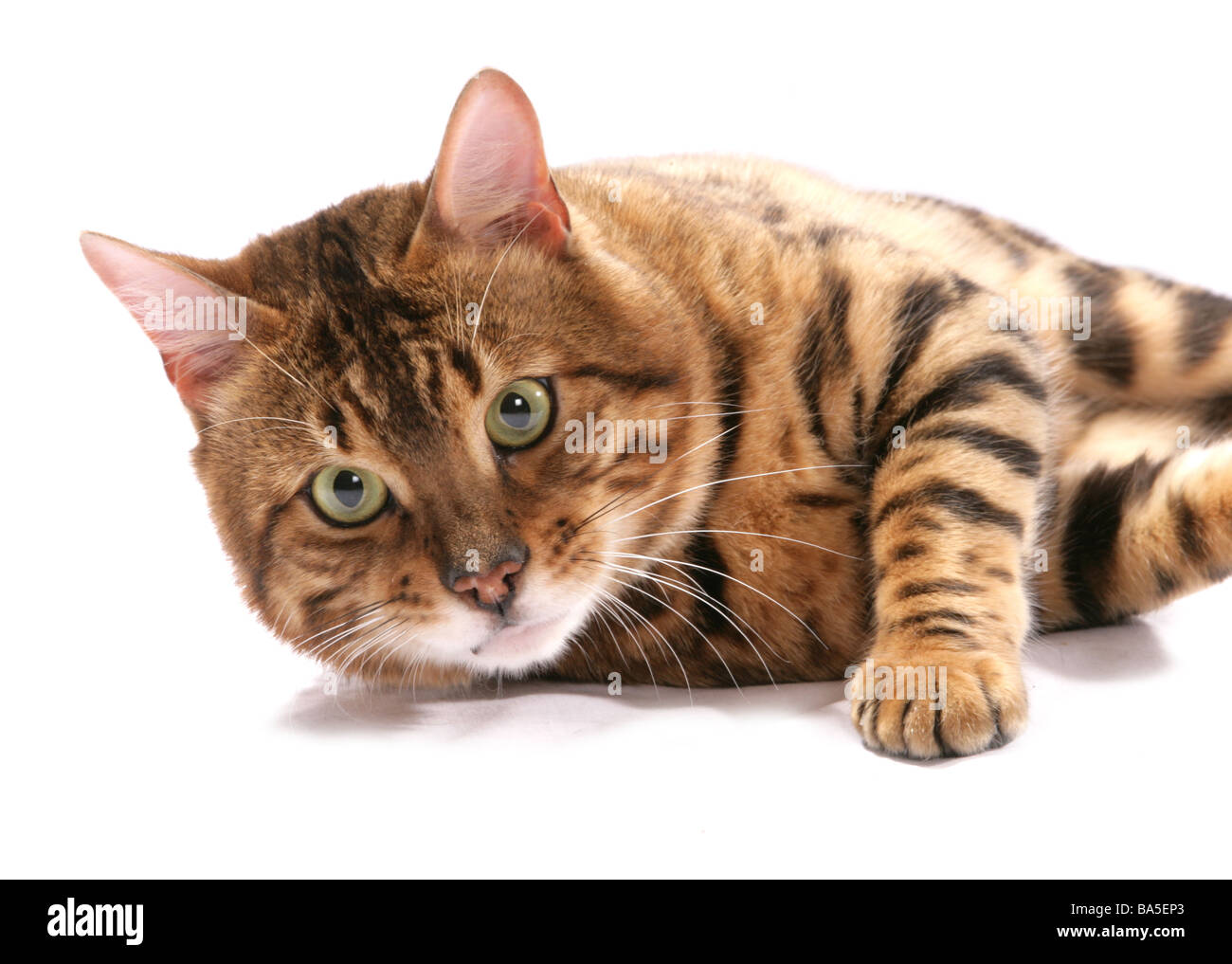 Rosetted Bengal Cat Portrait Studio Stock Photo