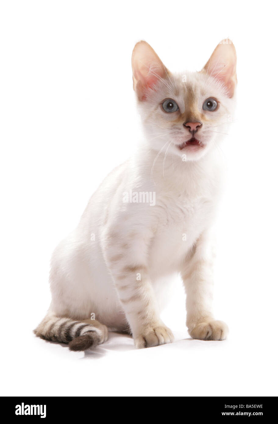 Blue eyed snow spotted bengal kitten sitting portrait studio Stock