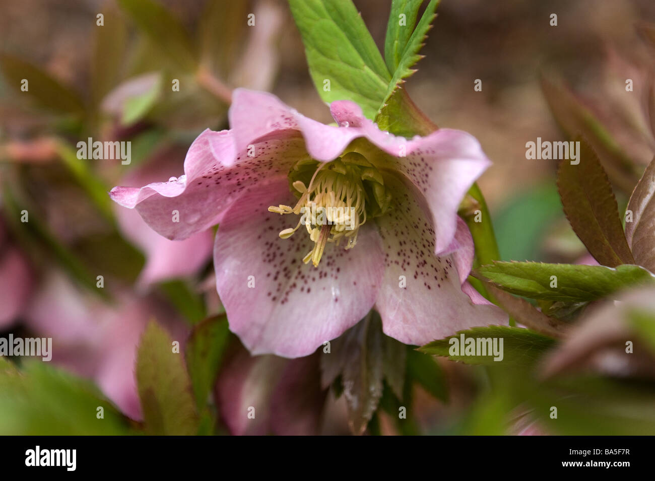 Pink hellebore flower Stock Photo Alamy