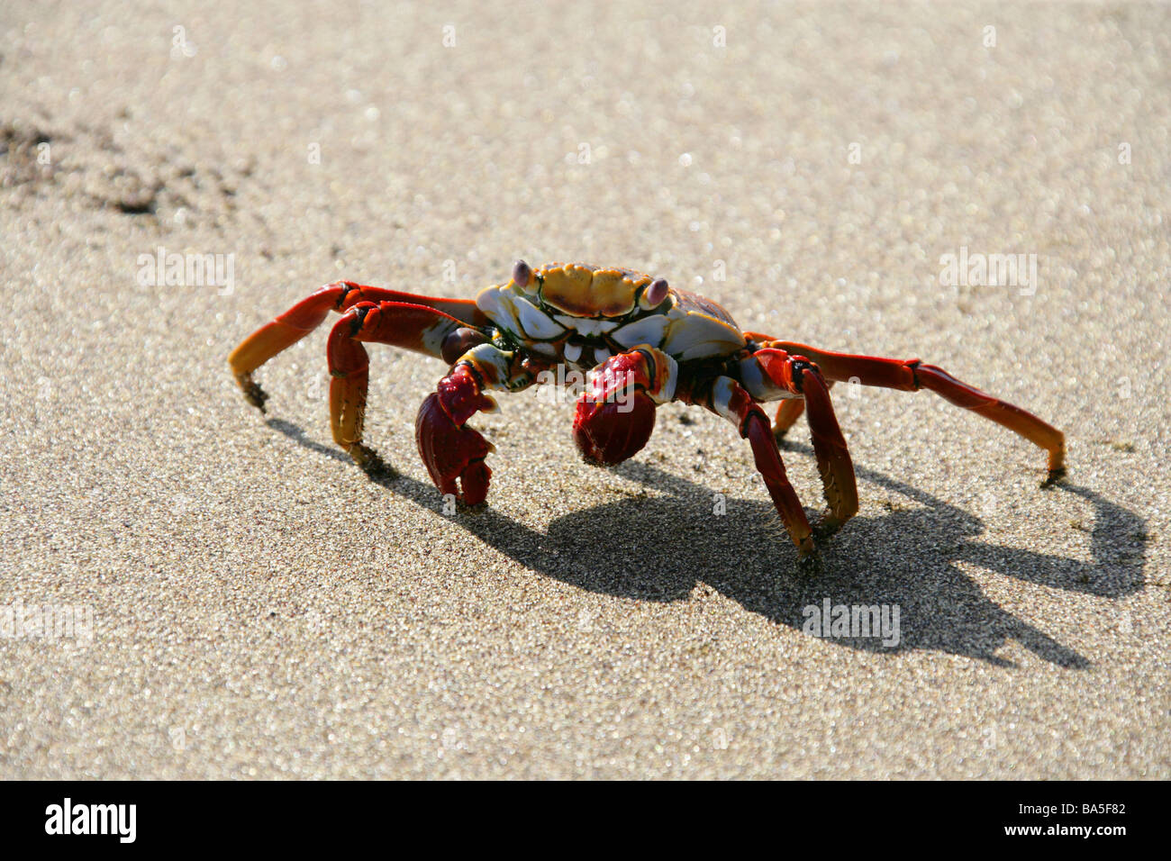 Sally Lightfoot Crab, Grapsus grapsus, Floreana Island, Galapagos Islands, Ecuador, South America Stock Photo