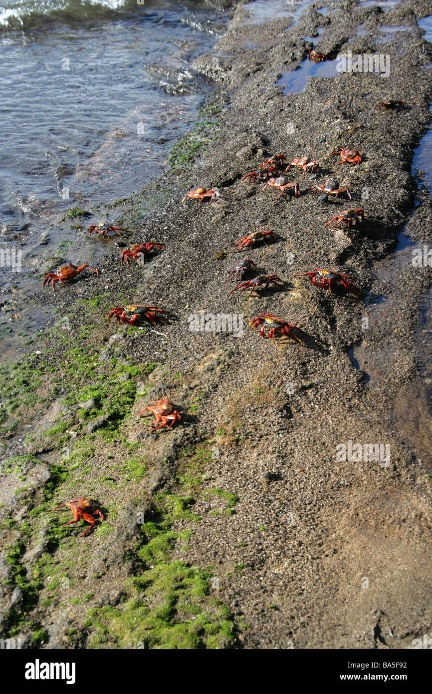 Sally Lightfoot Crabs, Grapsus grapsus, Floreana Island, Galapagos Islands, Ecuador, South America Stock Photo