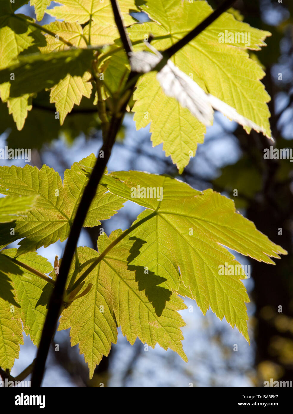 Back lit sycamore leaves hi-res stock photography and images - Alamy