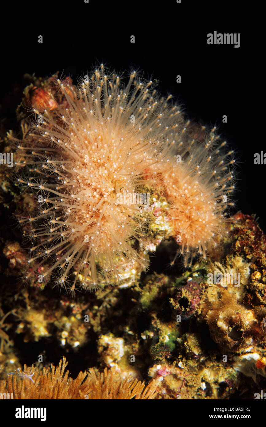 Hedgehog Hydroid (Hydractinia milleri) growing on an artificial reef at the California Channel Islands National Park, USA. Stock Photo