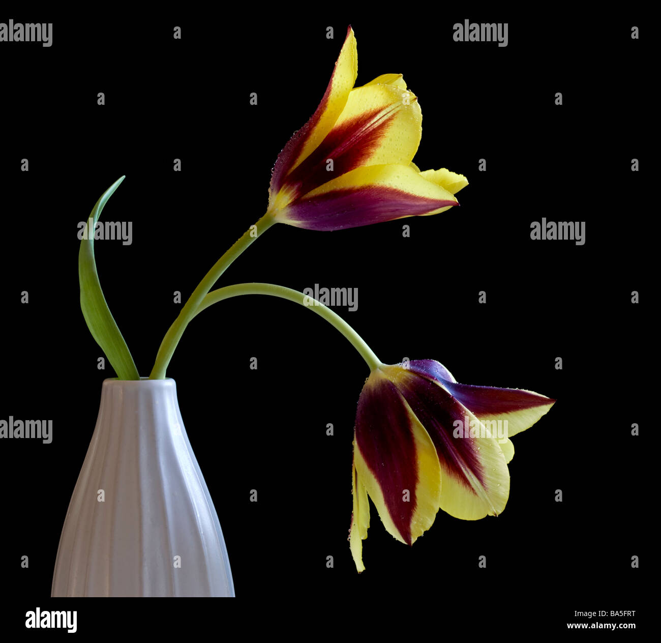Two yellow and burgundy tulips in white vase against black background Stock Photo
