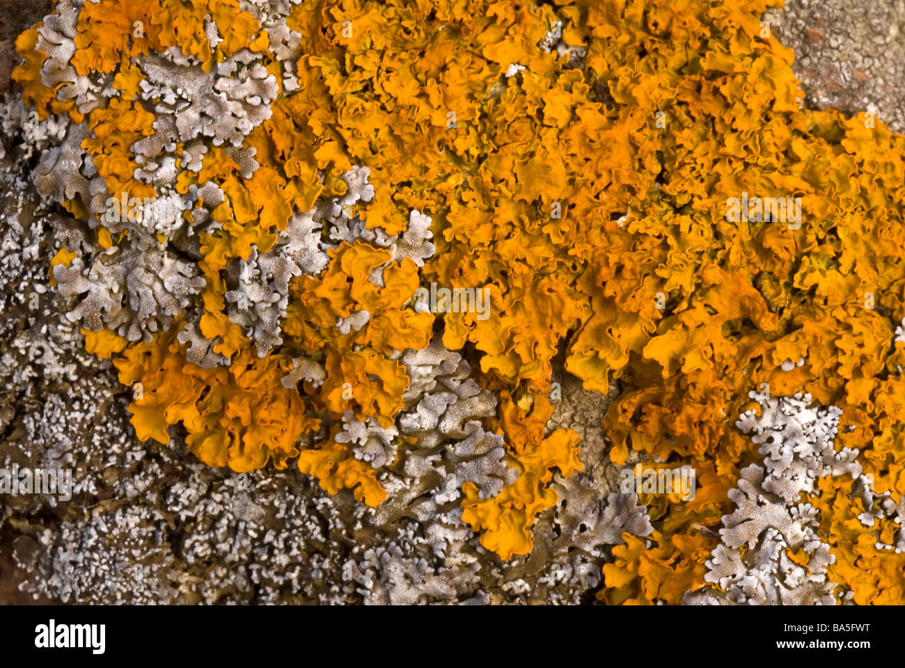 Maritime sunburst lichen, Xanthoria parietina, Capraia Island, Tuscany, Italy Stock Photo