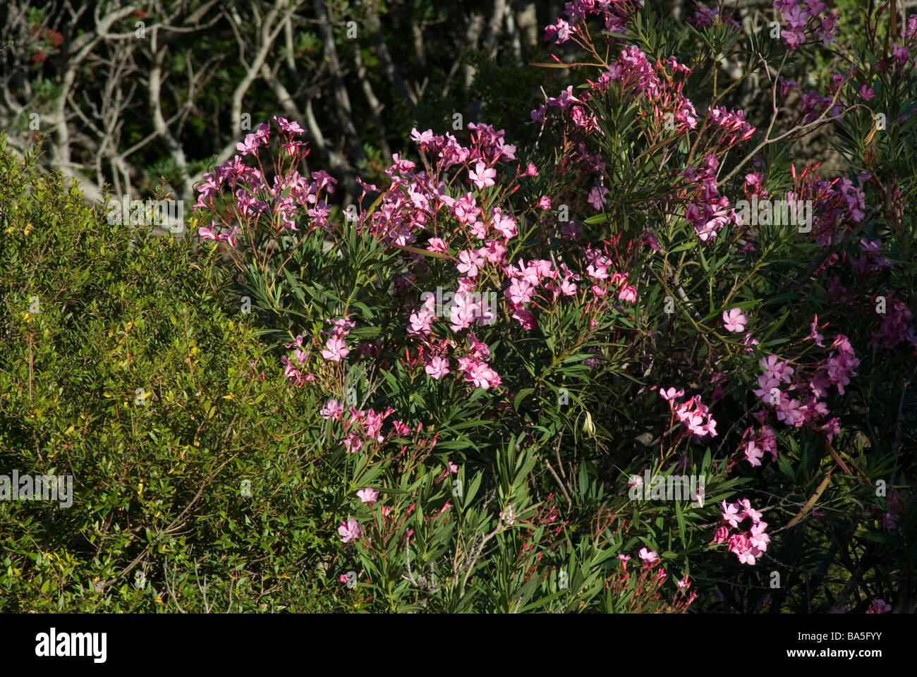 Wild Nerium oleander, Apocynaceae, Capraia Island, Tuscany, Italy Stock Photo