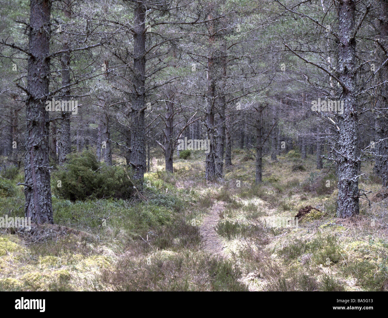 Pine woodlands near Braemar Scotland Stock Photo