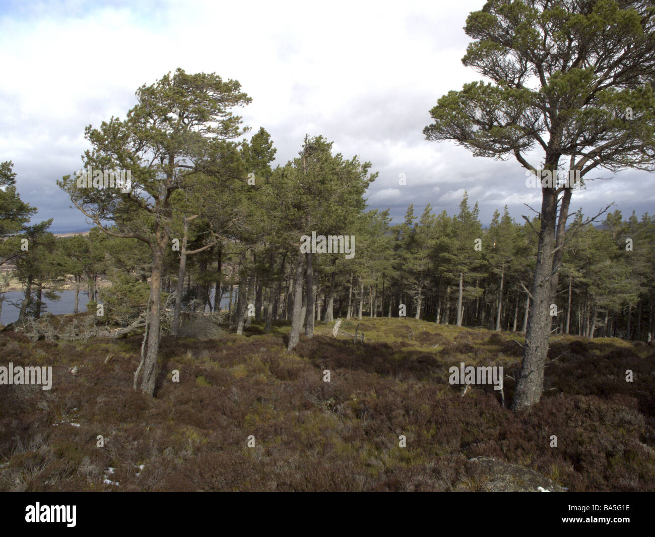 Pine woodlands near Lochindorb Scotland Stock Photo