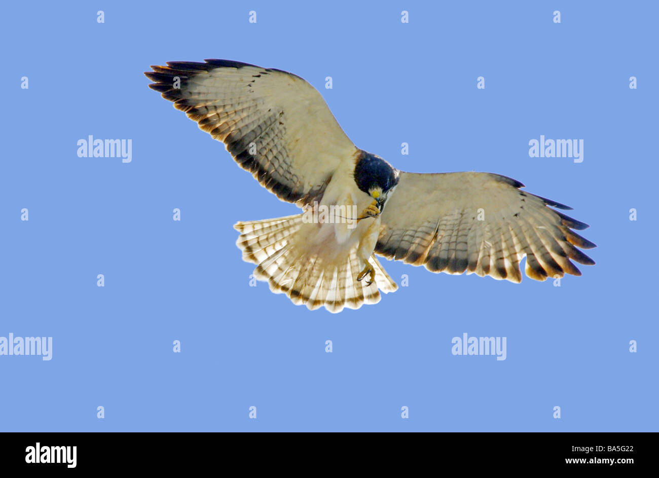 Shorttailed Hawk Buteo brachyurus Matachen Nayarit Mexico 25 March