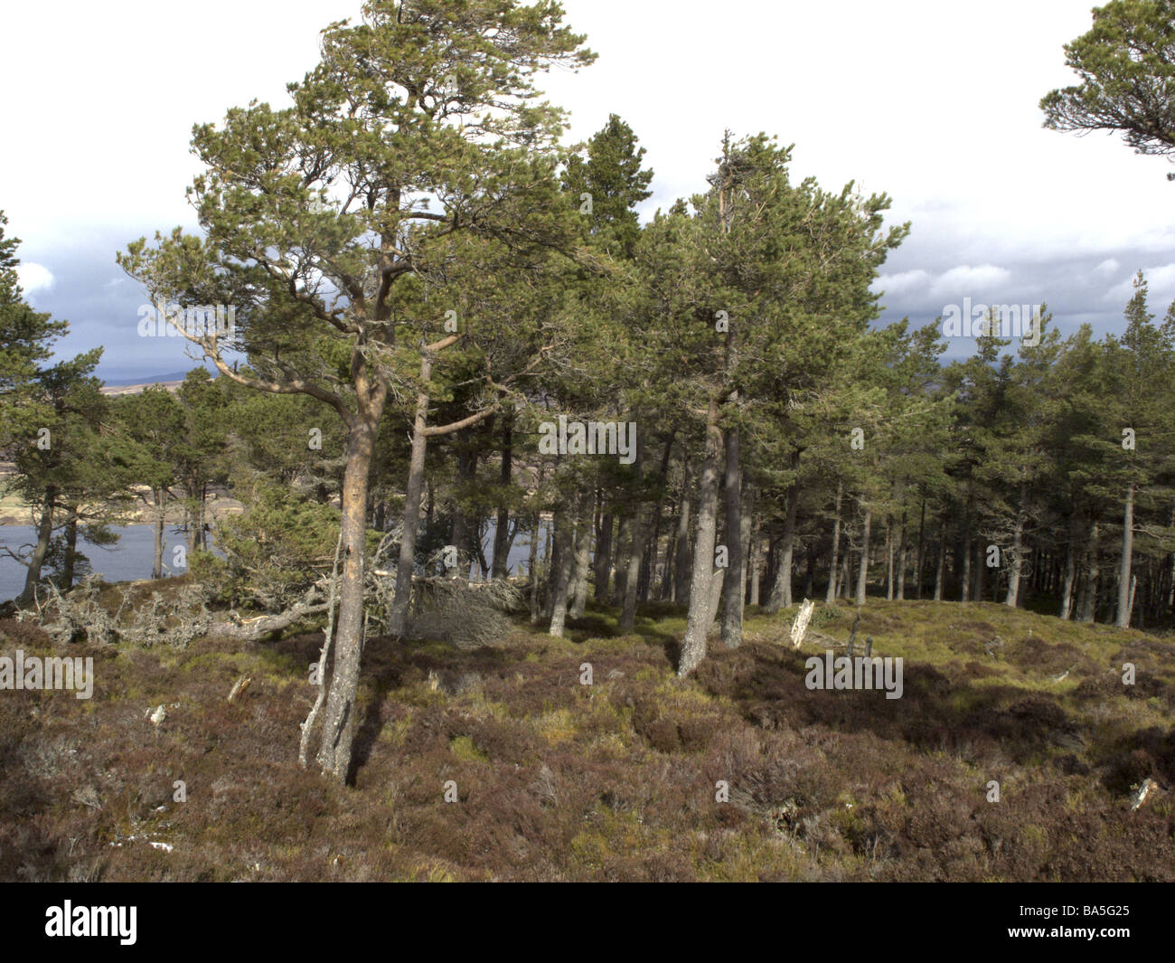 Pine woodlands near Lochindorb Scotland Stock Photo