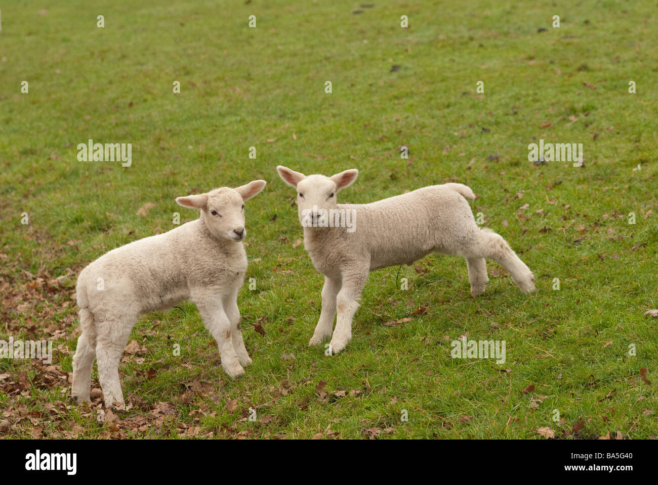Pair of young lambs standing face to face in a field looking at camera Stock Photo