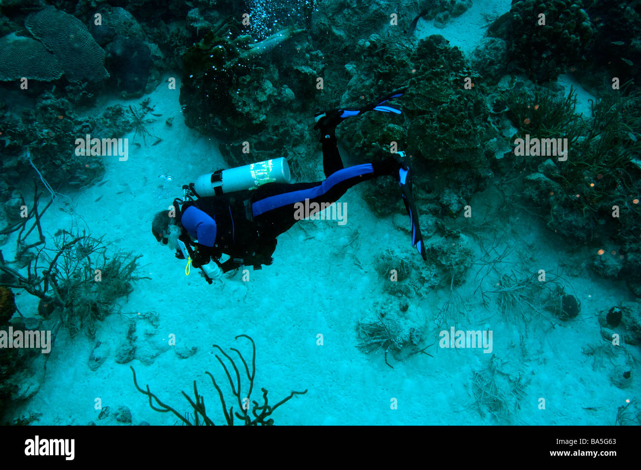 single male scuba diver in black and blue wetsuit underwater near