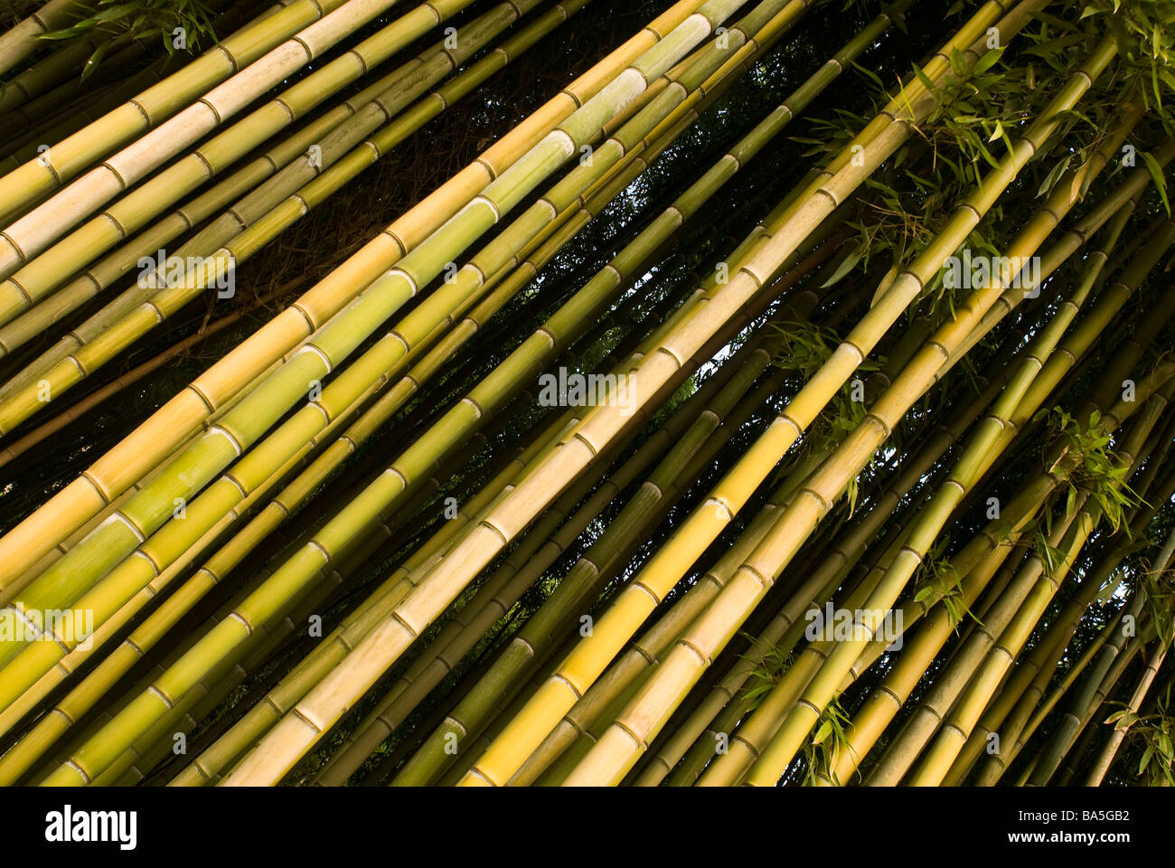 Bamboo Shoots (Phyllostachys edulis), Poaceae, in Ninfa Gardens, Latina, Lazio, Italy Stock Photo