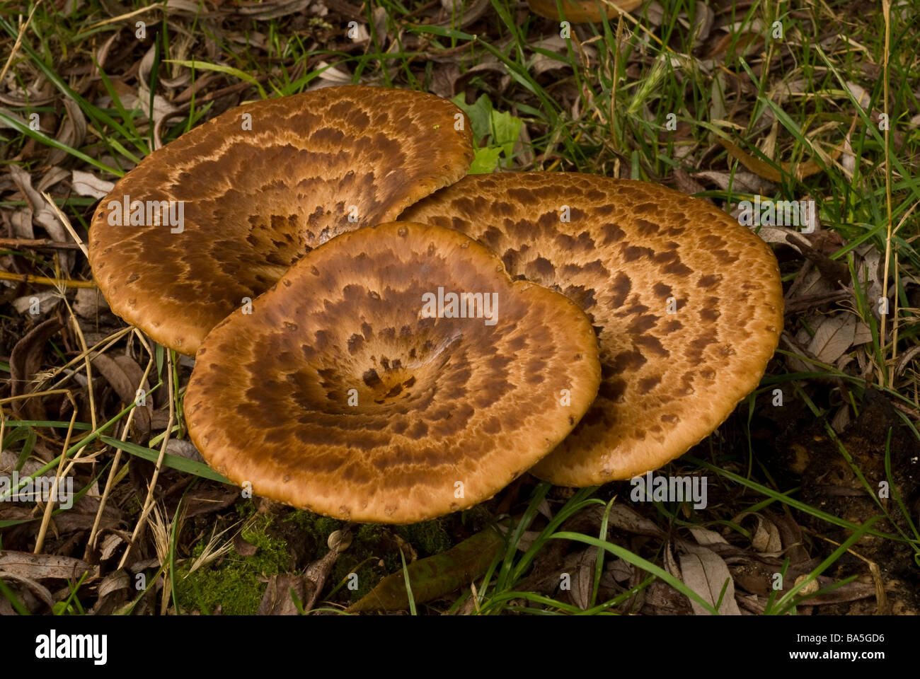 Dryads Saddle Polyporus Squamosus, edible fungus class Basidiomycetes, Family Polyporaceae, Castel di Sangro, Abruzzo, Italy Stock Photo