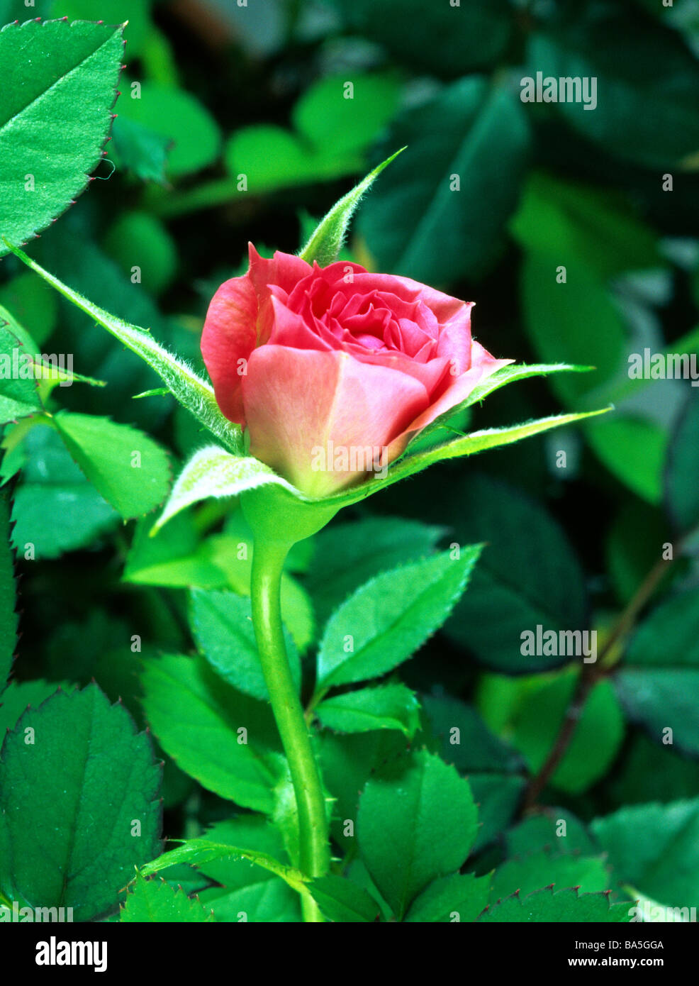 Red rose portrait, close-up micro macro artistic art face center flower flora floral vertical botanical Stock Photo