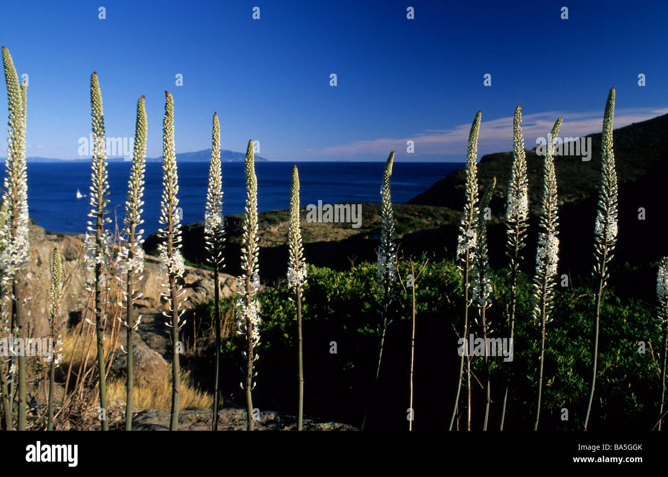 Sea squill Urginea maritima, Liliaceae, Capraia Island, Tuscany, Italy flowers flower plant plants wild horizontal Roberto Nistr Stock Photo