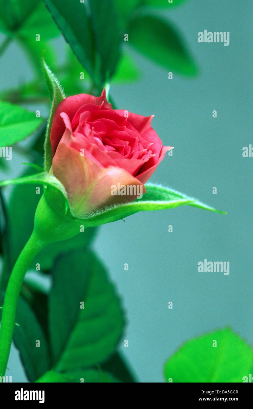 Miniature red rose, close-up micro macro artistic art face center flower vertical flora floral vertical botanical Stock Photo