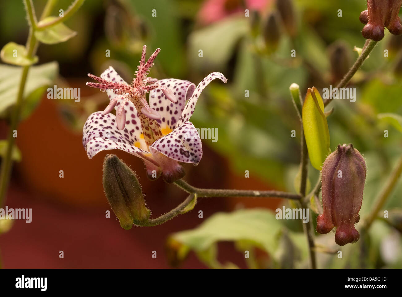 Toad Lily Tricyrtis hirta, Liliaceae Stock Photo
