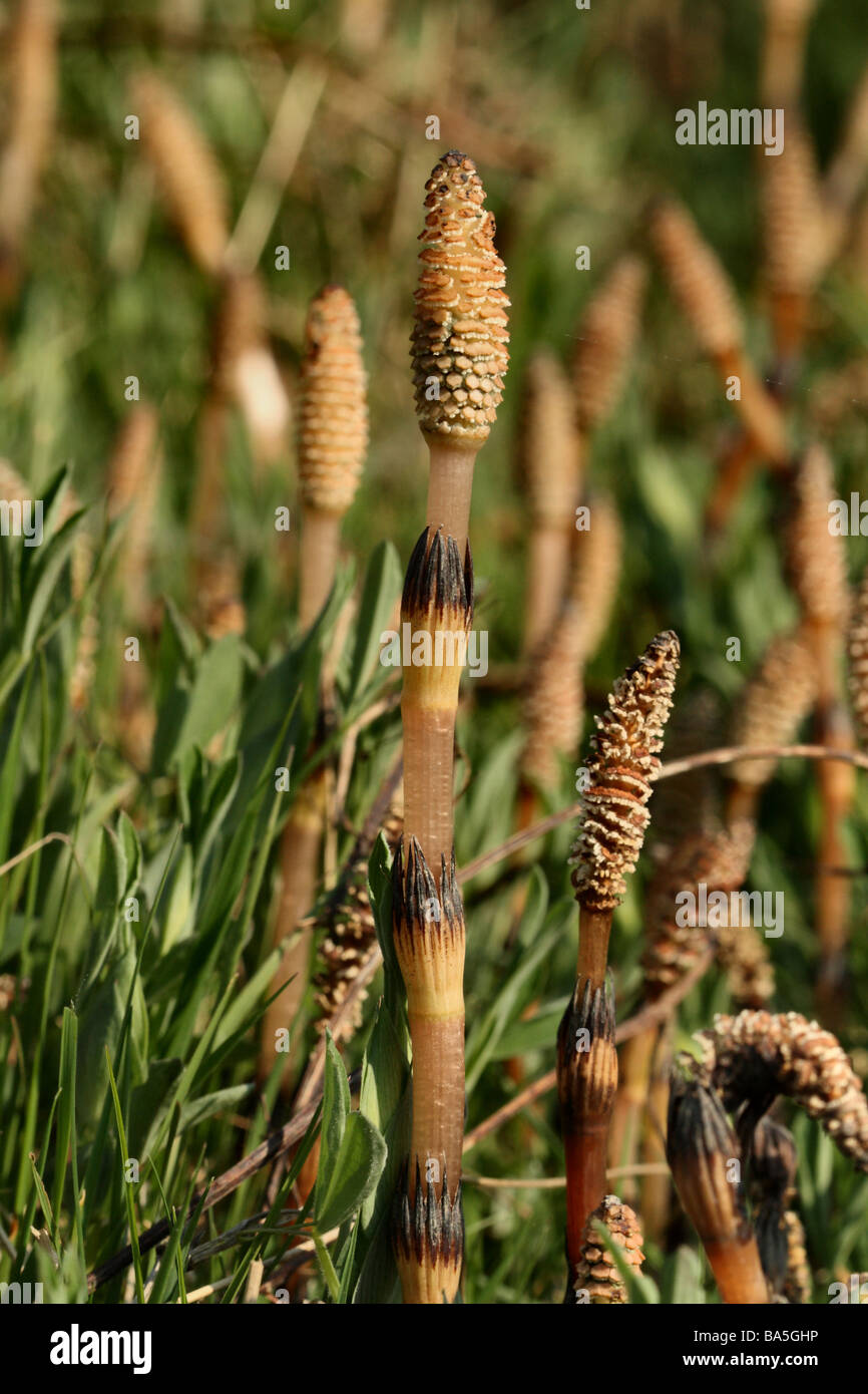 Field Horsetail Equisetum arvense Family Equisetaceae Close up macro detail of fruiting stem with fruiting bodies Stock Photo