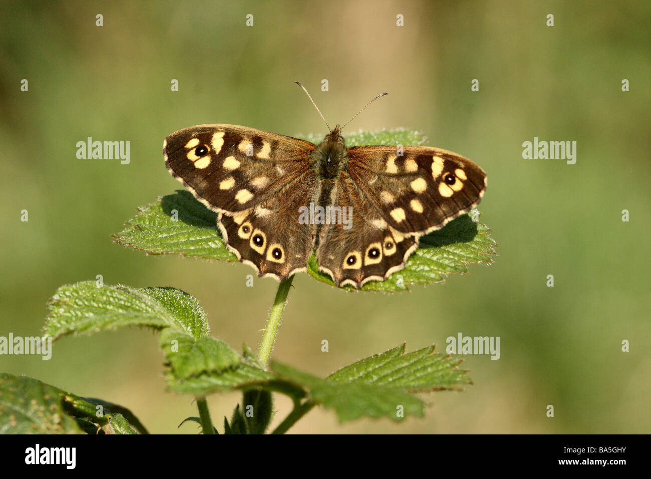 Speckled Wood Butterfly Nymphalidae showing upper wing detail in early spring sunshine Stock Photo