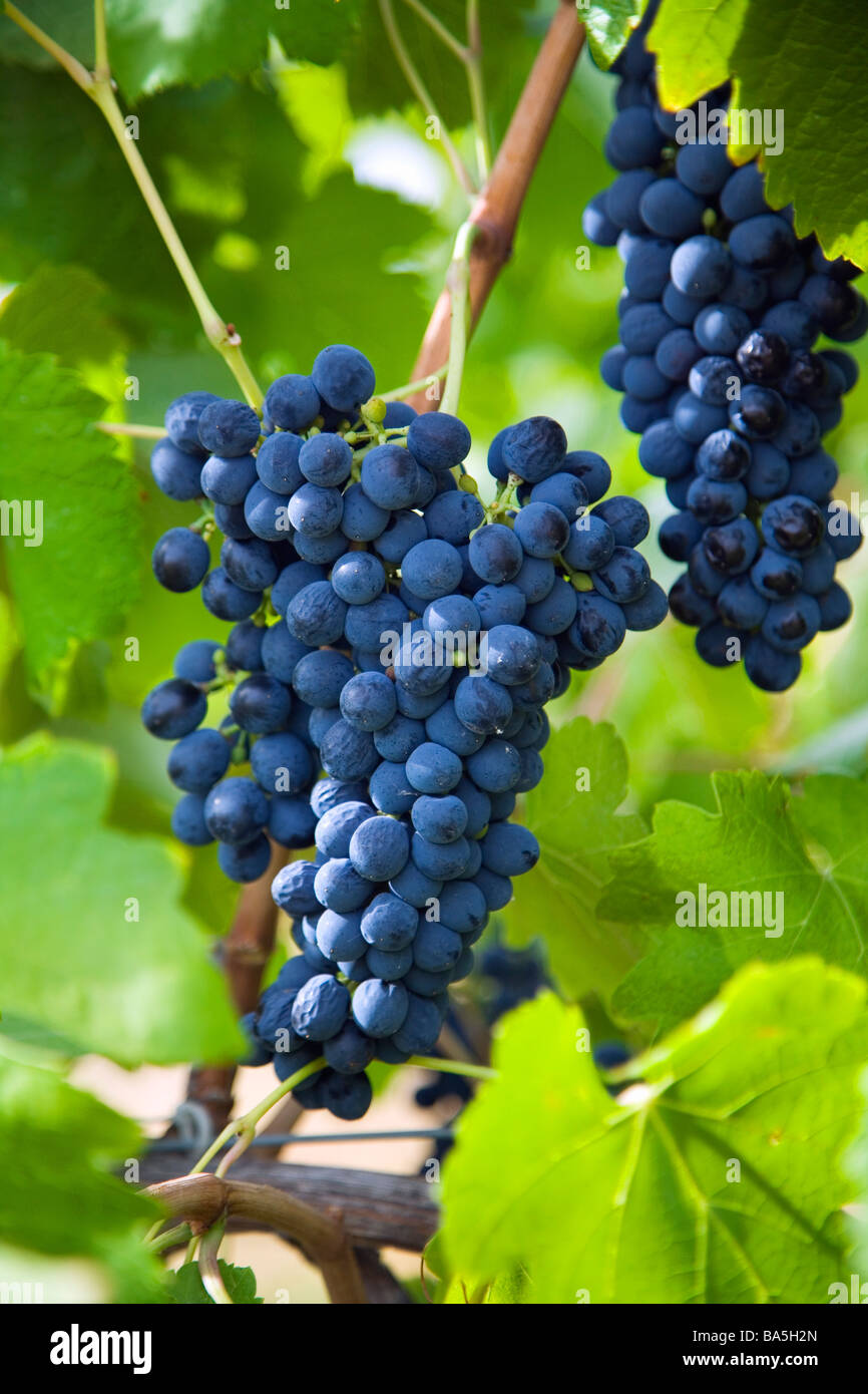 Grapes on the vine.  Swan Valley, Western Australia, AUSTRALIA Stock Photo