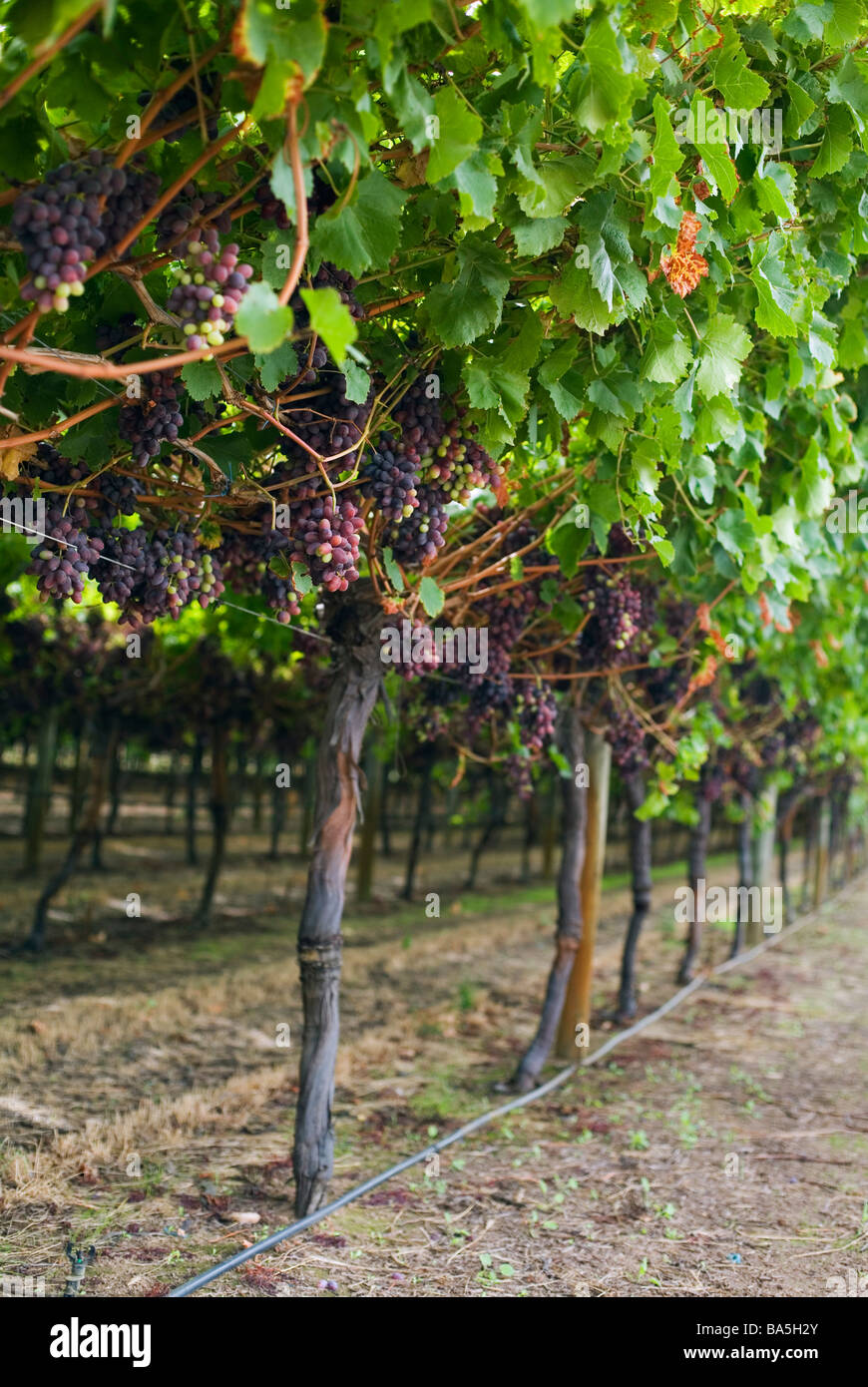 Vineyard in the Swan Valley.  Perth, Western Australia, AUSTRALIA Stock Photo