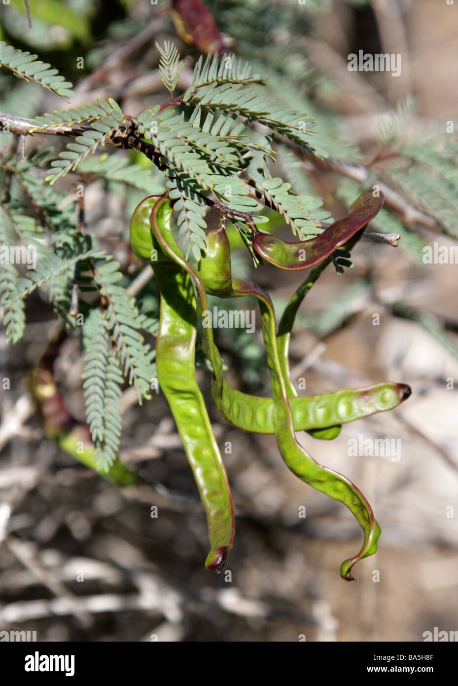 Galapagos Honey Mesquite, Prosopis juliflora, Fabaceae, Espanola Island, Galapagos Islands, Ecuador, South America Stock Photo