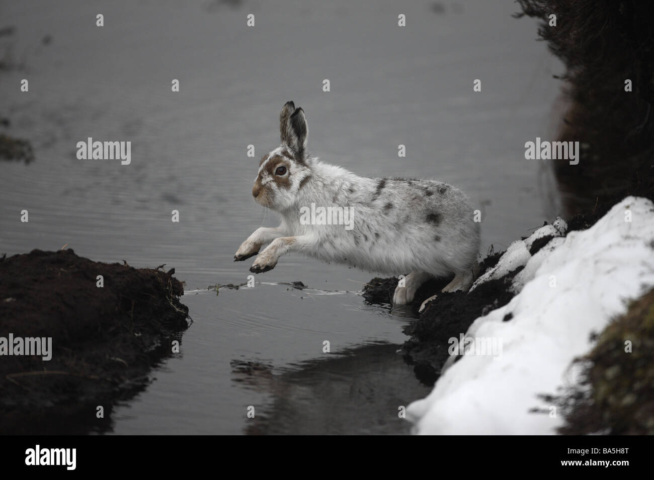 Mountain hare Lepus timidus jumping over water spring Scotland Stock Photo