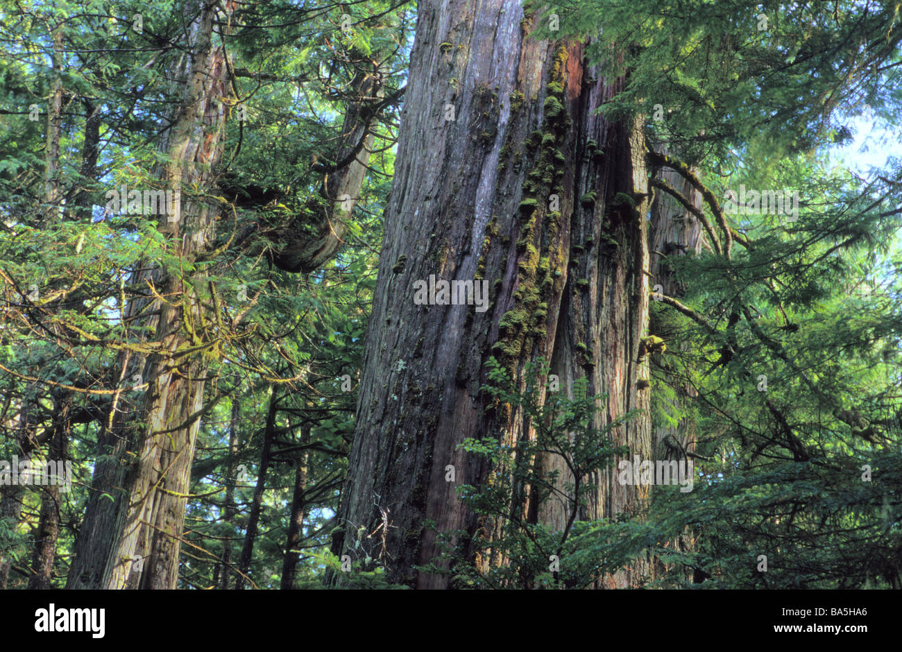 Cedar, Tree, Ozette trail, Olympic National Park, WA, old growth Stock Photo