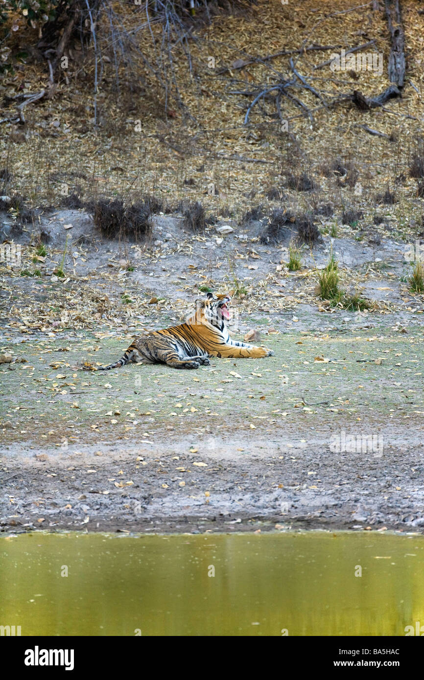 Wild Royal Bengal tiger Bandhavgarh National Park Madhya Pradesh Northern India Asia Stock Photo