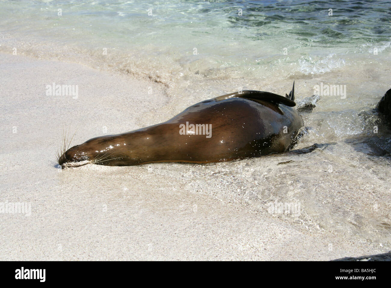 Galapagos Sea Lion Playing in the Surf, Zalophus wollebaeki, Espanola Island, Galapagos Archipelago, Ecuador Stock Photo