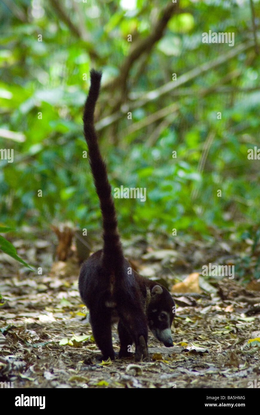 Corcovado National Park is known for its big groups of coatimundi and the puma and jaguar that prey on them Stock Photo