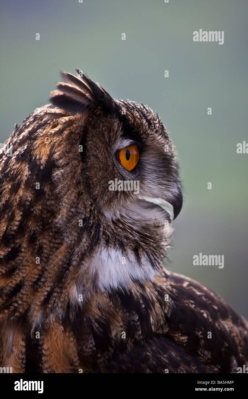 The European eagle owl is the largest species of owl in the world this