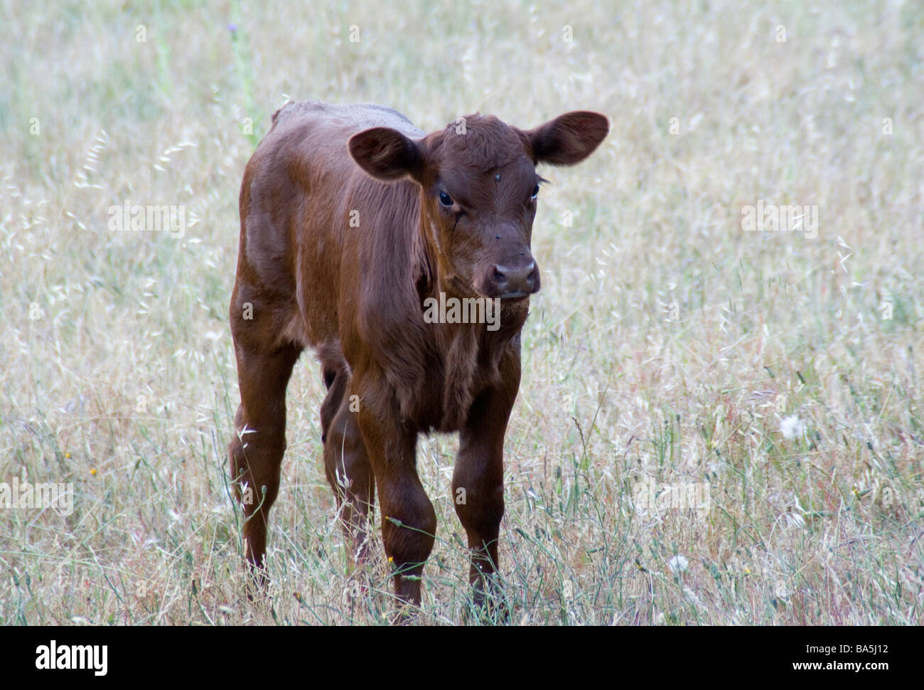 Brown calf in a field Stock Photo - Alamy