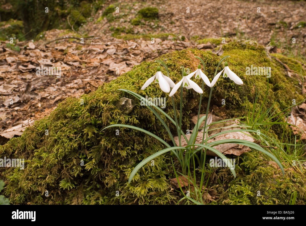 Snowdrop Galanthus nivalis, Amarillidaceae, Aniene Valley, Trevi nel Lazio, Italy Stock Photo