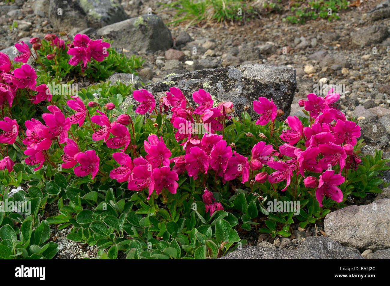 Kamchatka rhododendron (Rhododendron camtschaticum Stock Photo ...