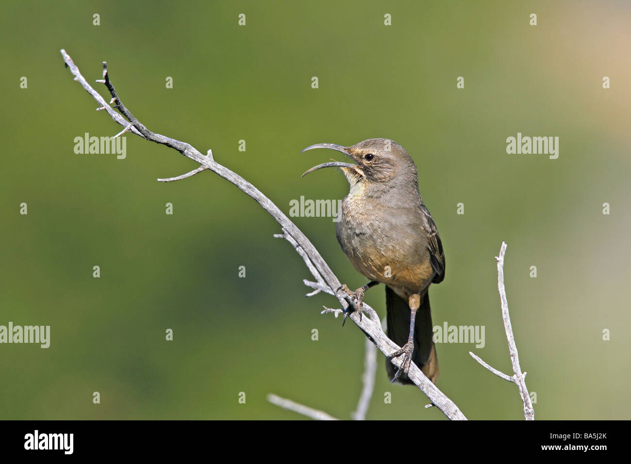 California Thrasher Stock Photo