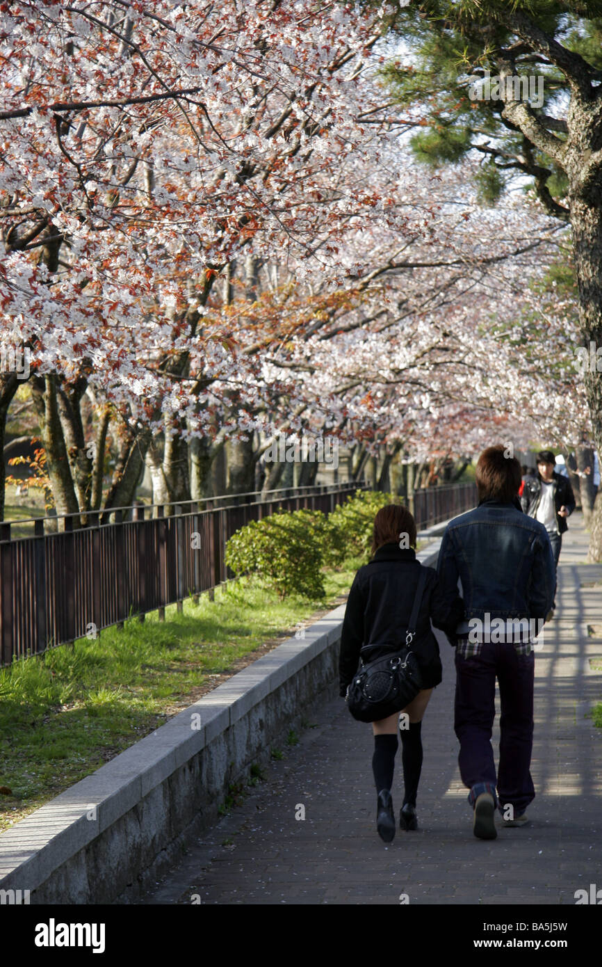 Young Japanese couple walking under cherry blossom trees in Kyoto Japan Stock Photo