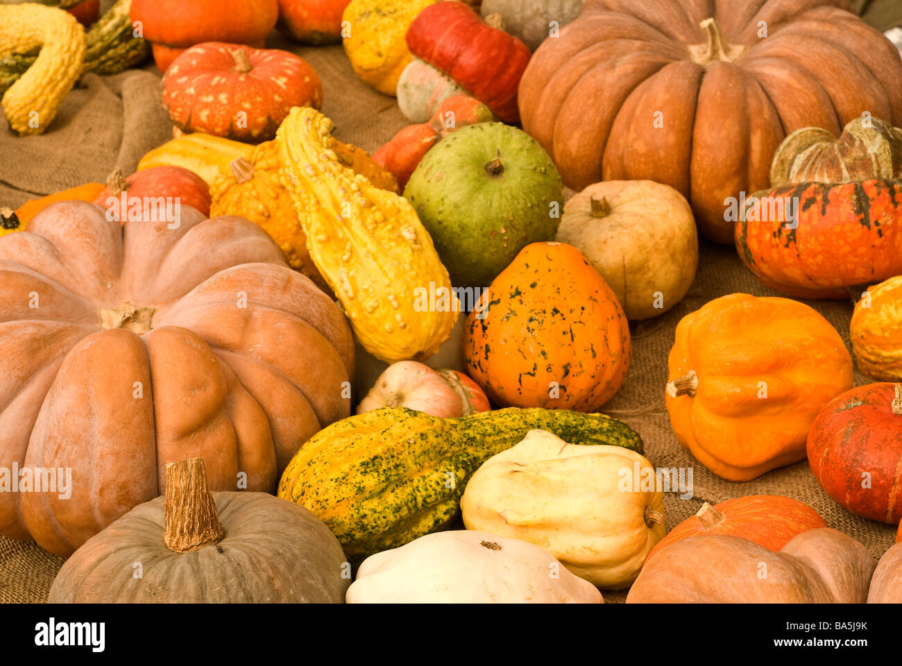 Pumpkins gourdlike squash of the genus Cucurbita Stock Photo Alamy