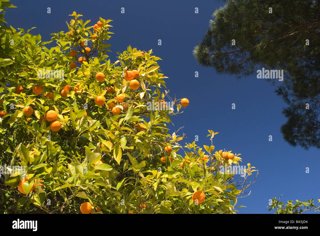 Orange Three, Citrus aurantium, Rutaceae, Rome, Lazio, Italy, Europe Stock Photo
